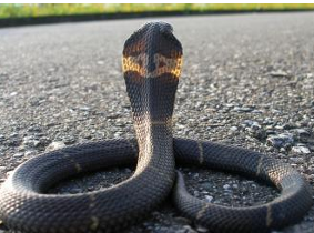 Rắn hổ mang trung quốc