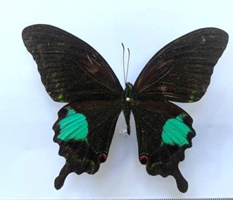 Bướm Phượng Paris