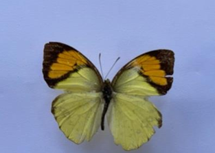 Bướm Phấn vàng cam