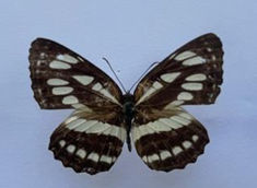 Bướm lính thuỷ lớn