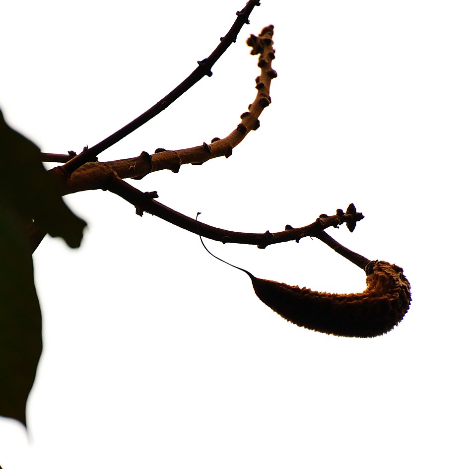 Banner Images