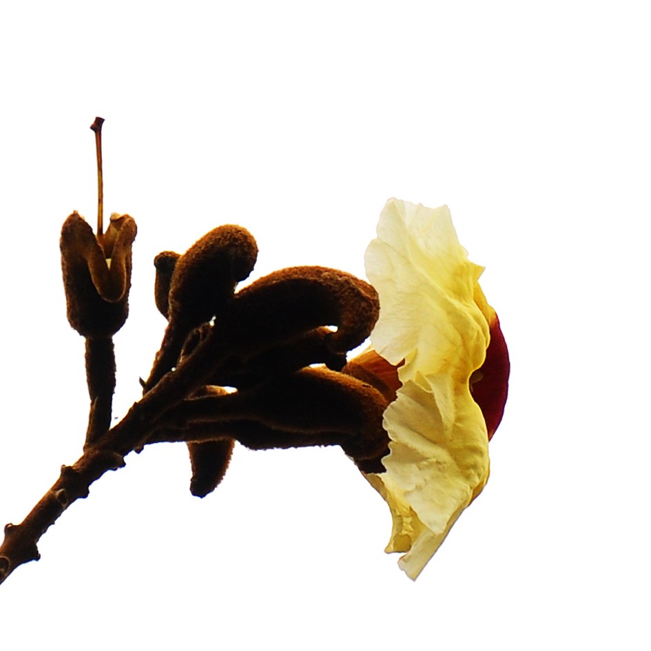 Banner Images