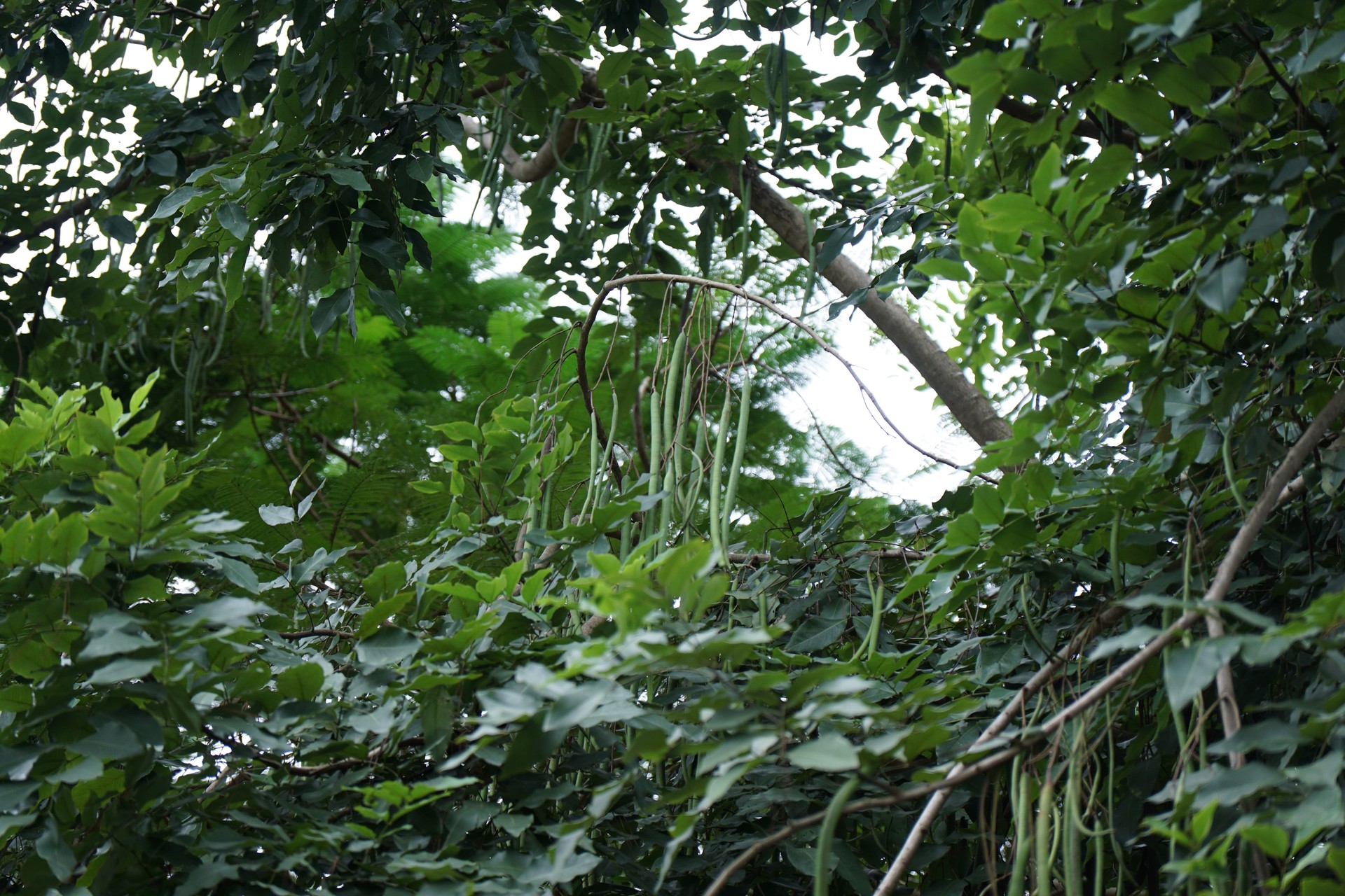 Banner Images