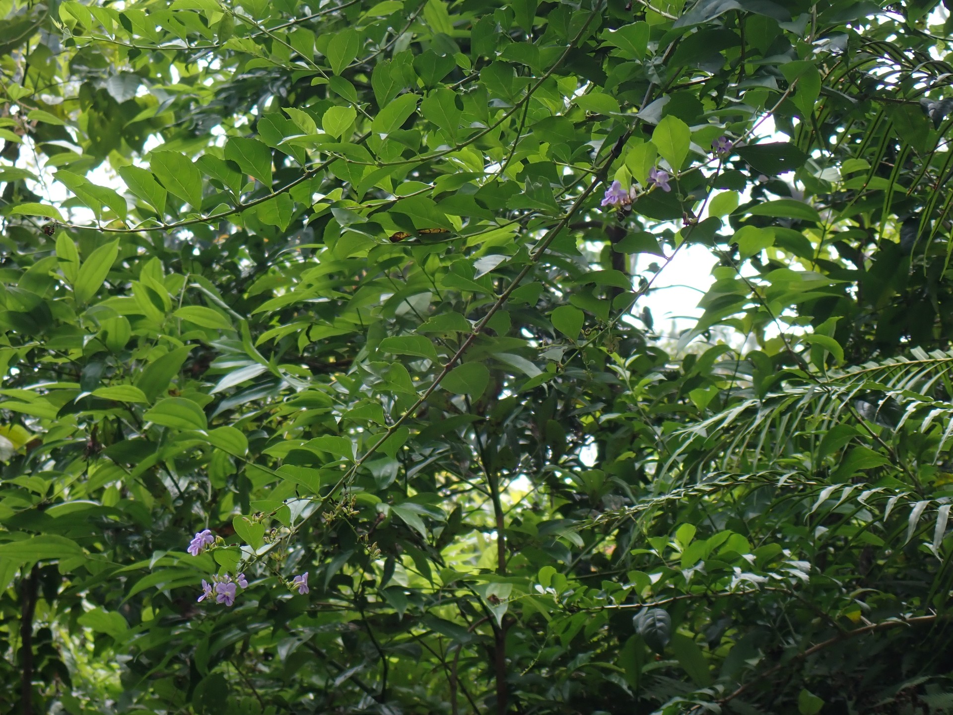 Banner Images
