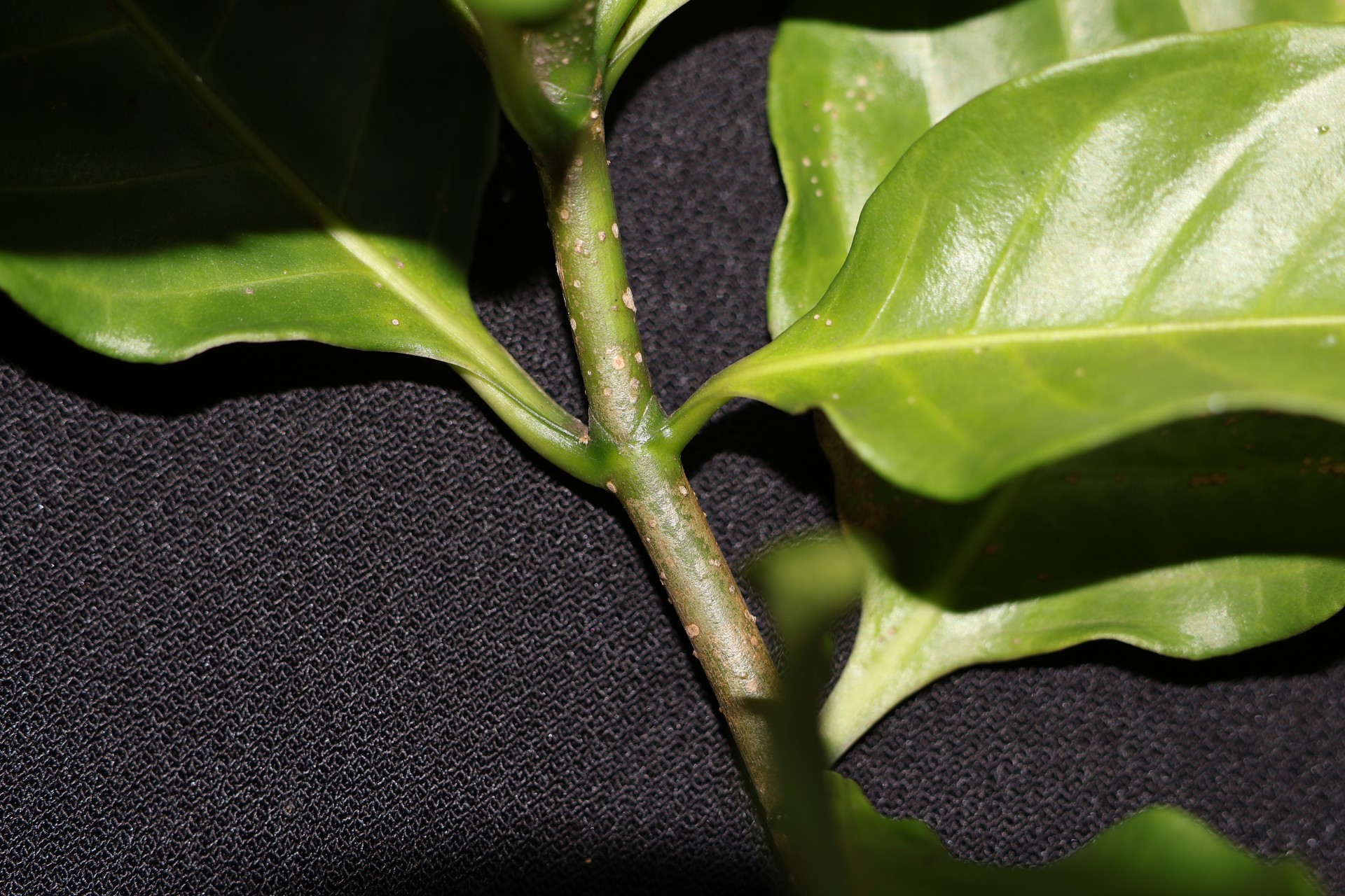 Banner Images