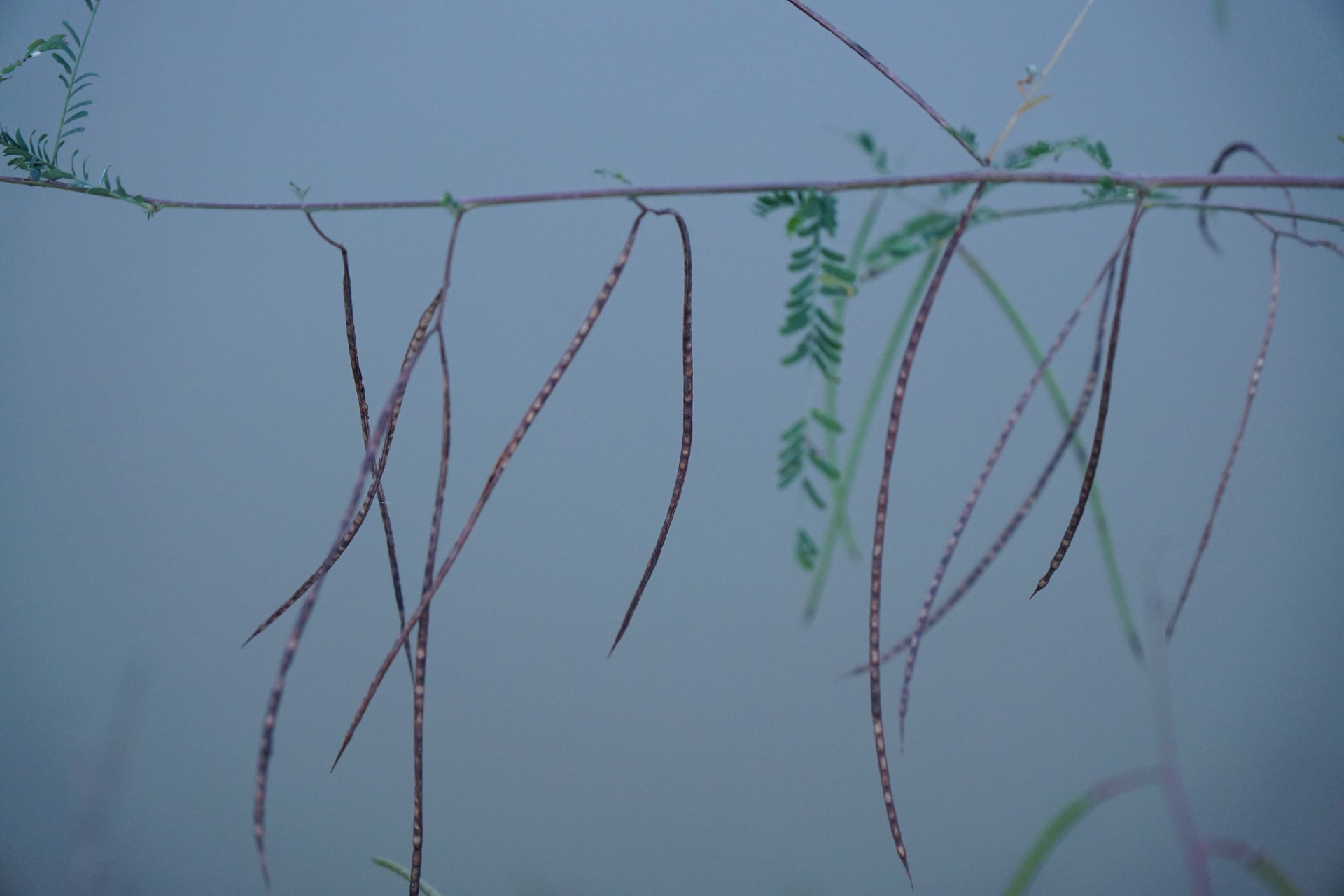 Banner Images