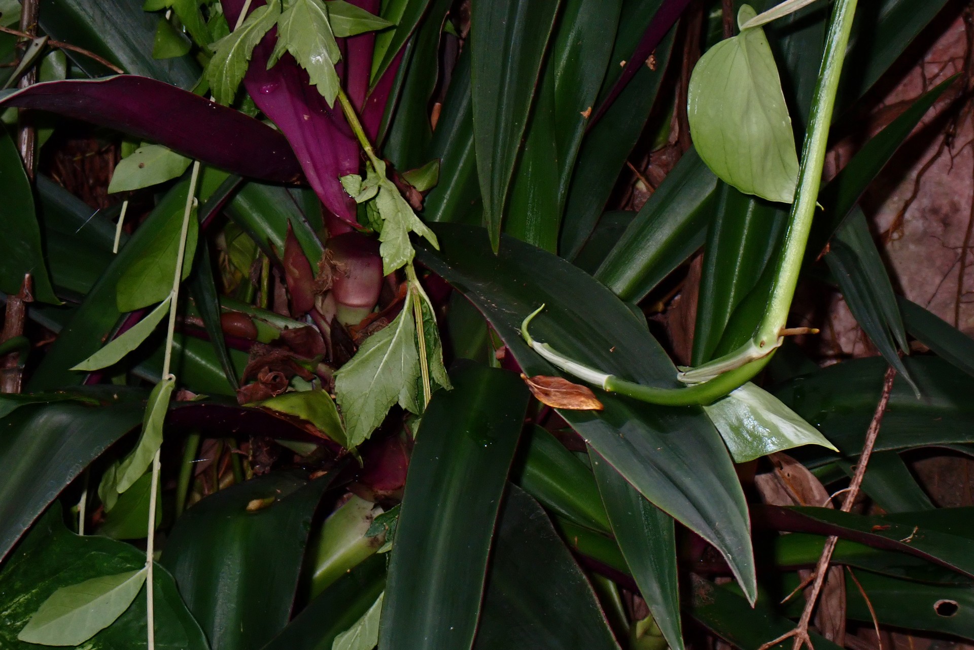 Banner Images