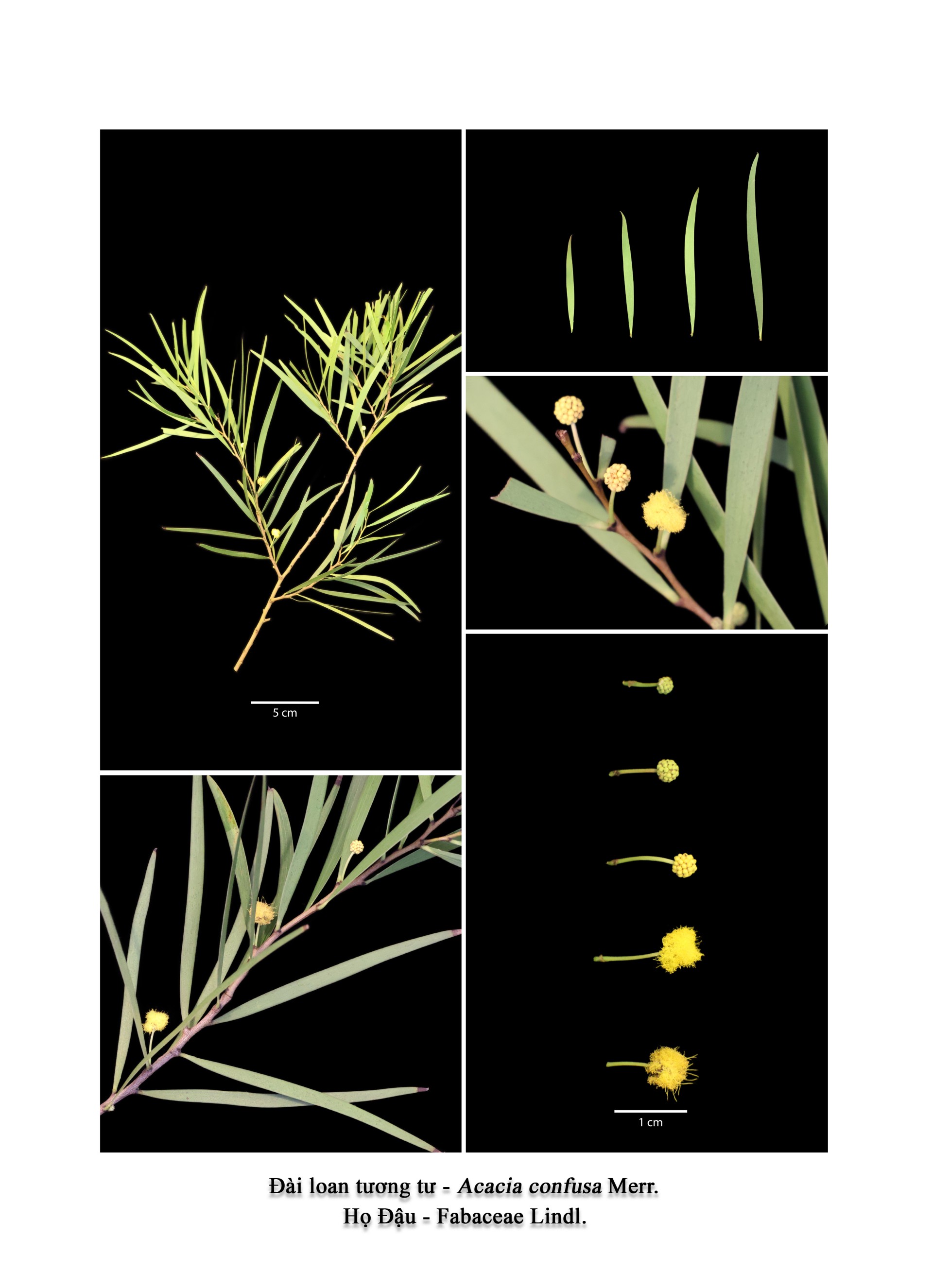 Banner Images