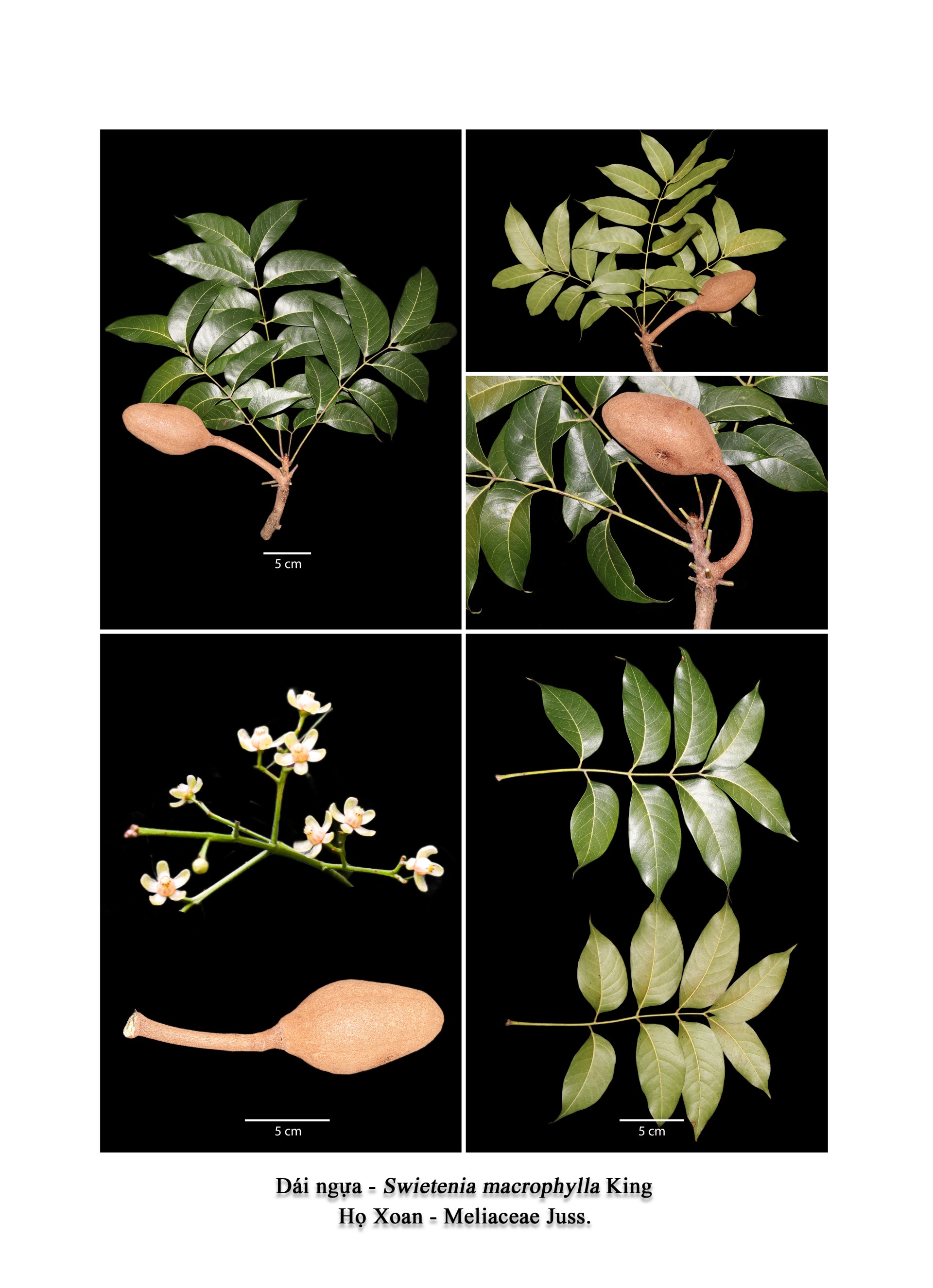 Banner Images