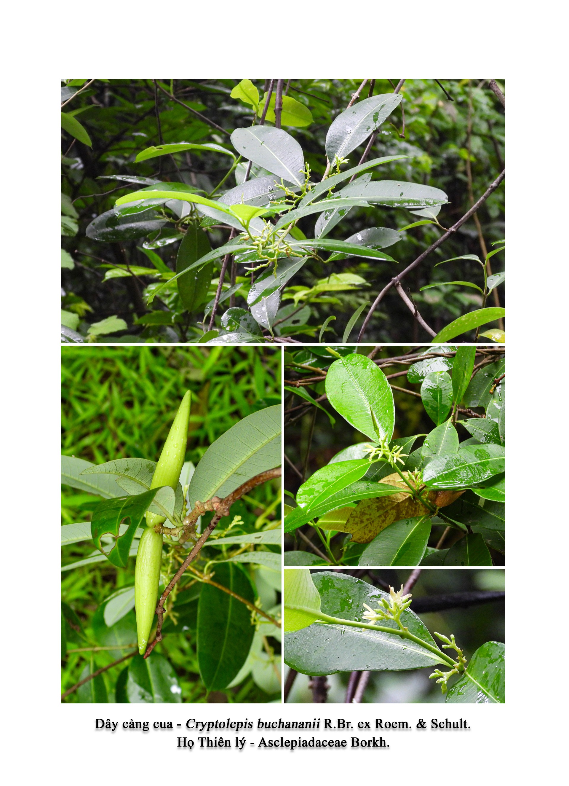 Banner Images