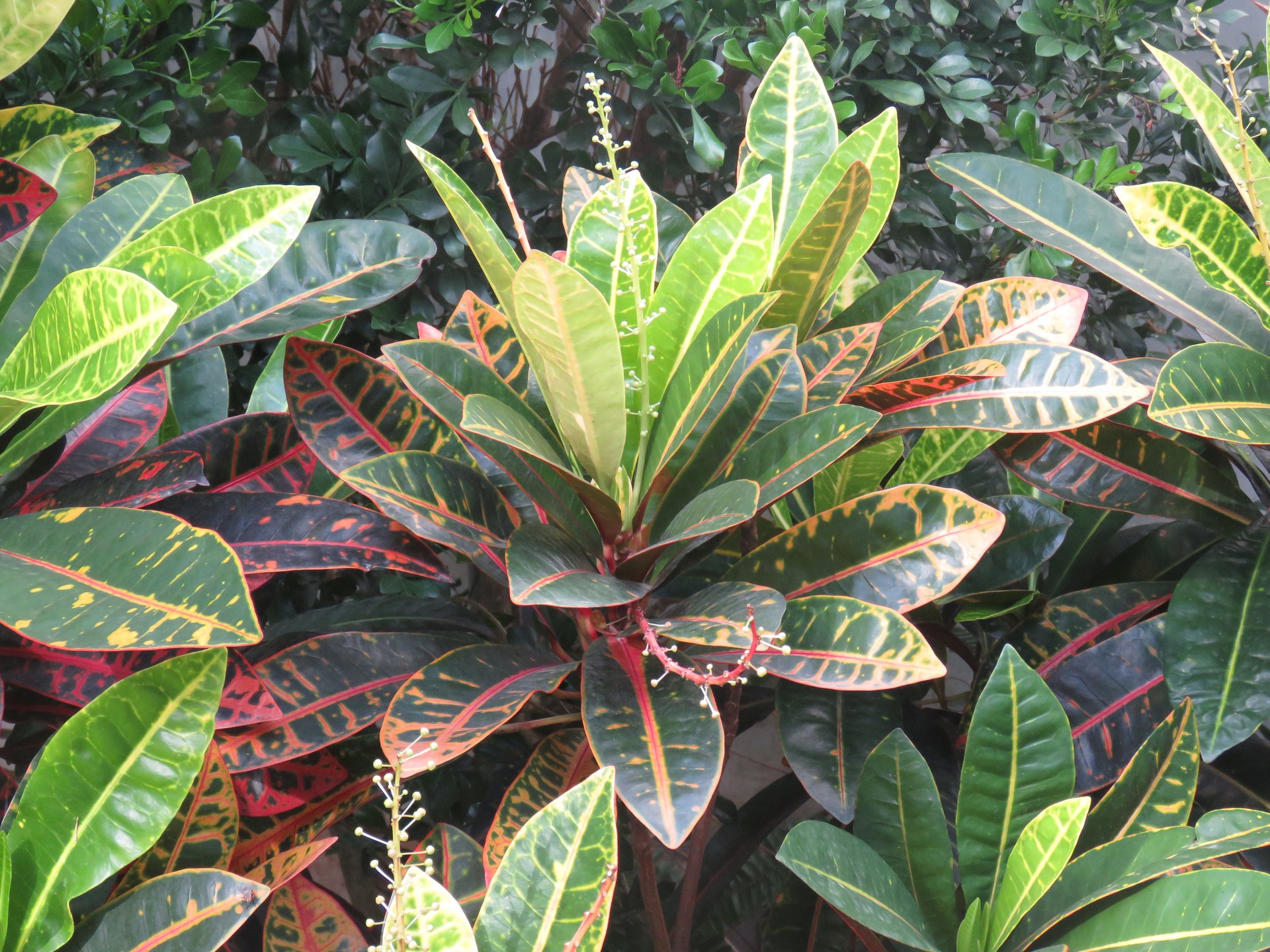 Cô tòng lá đốm