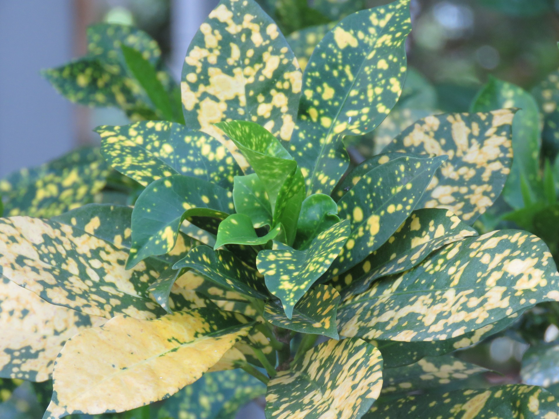 Cô tòng đuôi lươn