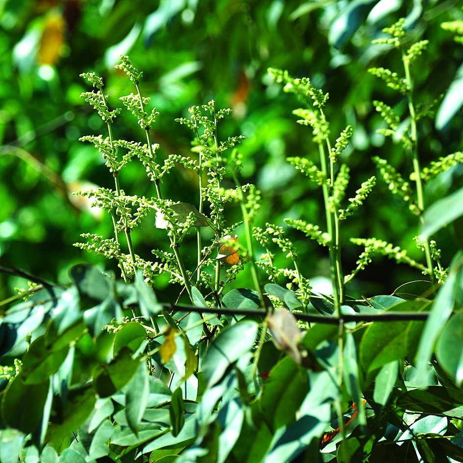 Gụ lau