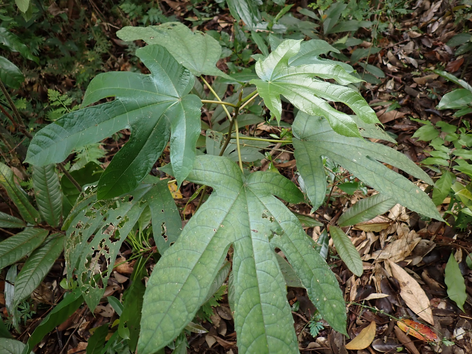 Vú bò