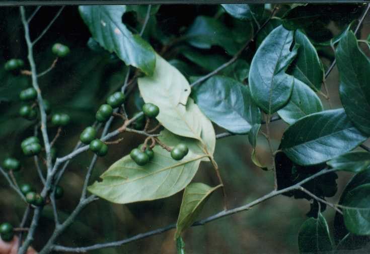 Xoan đào