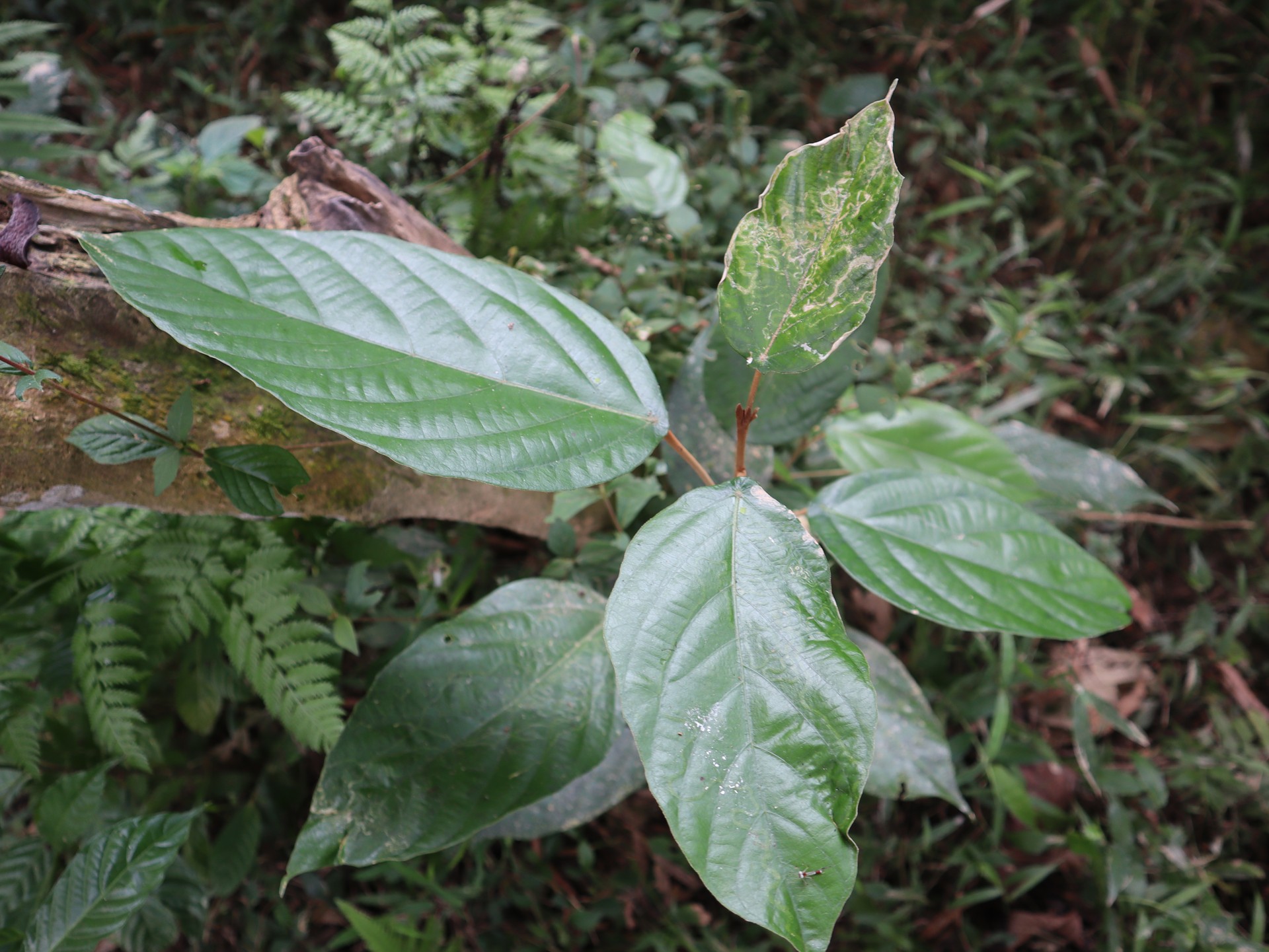 Cui lá lớn