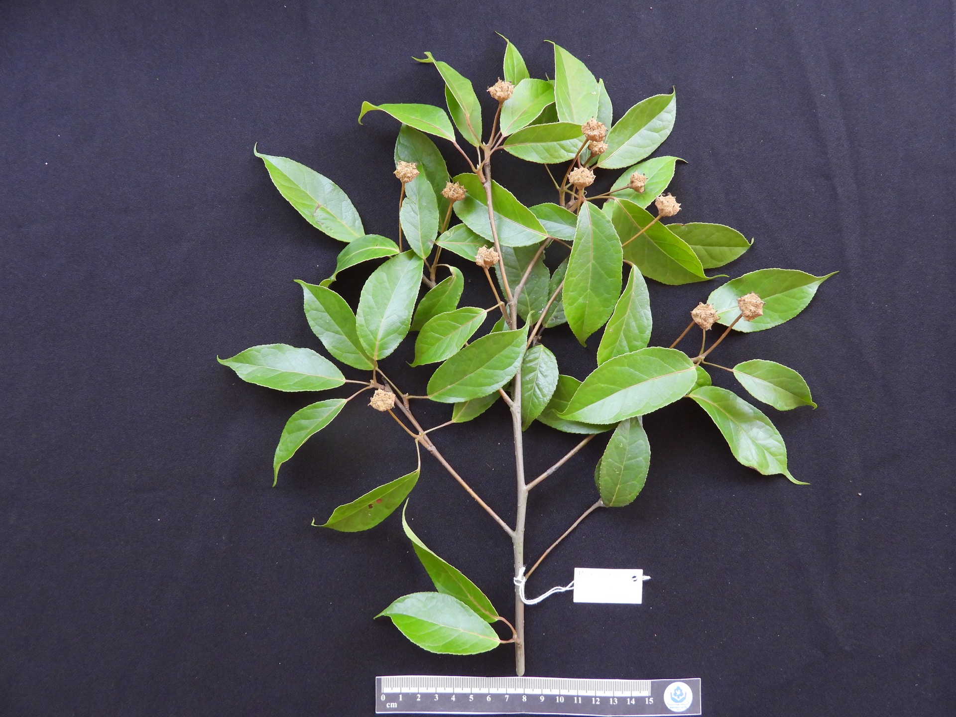 Tô hạp điện biên