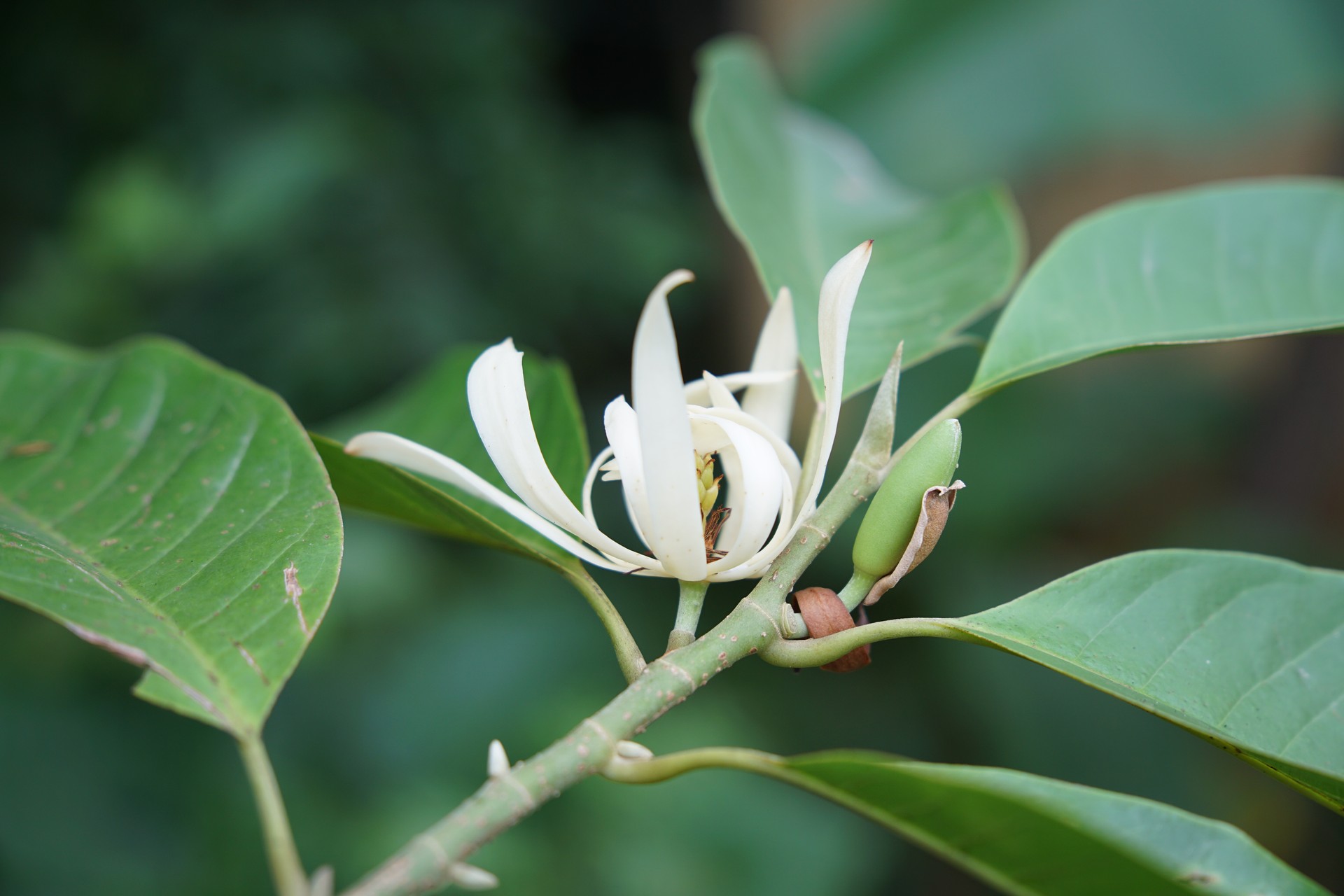 Ngọc lan hoa trắng