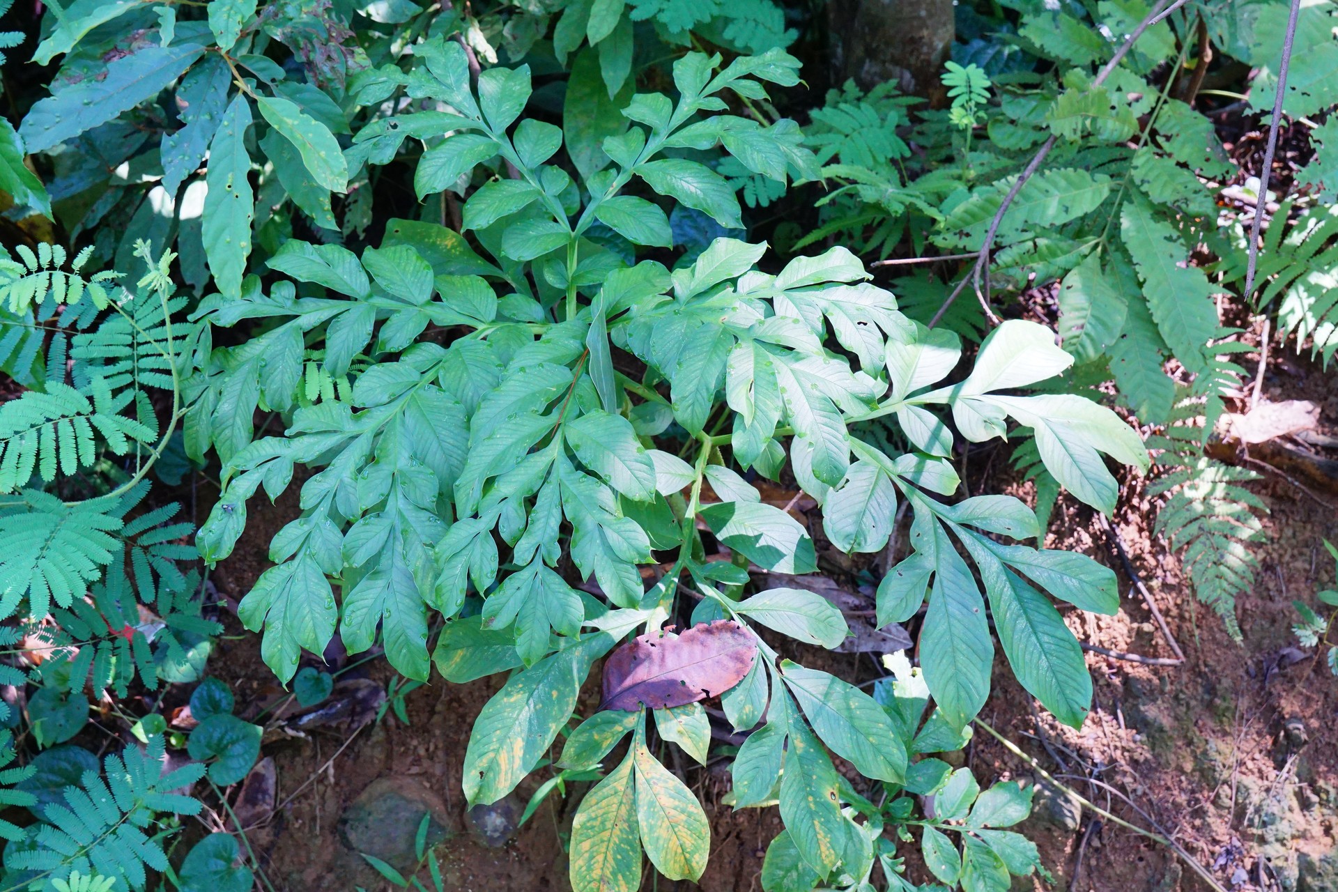 Nưa chuông
