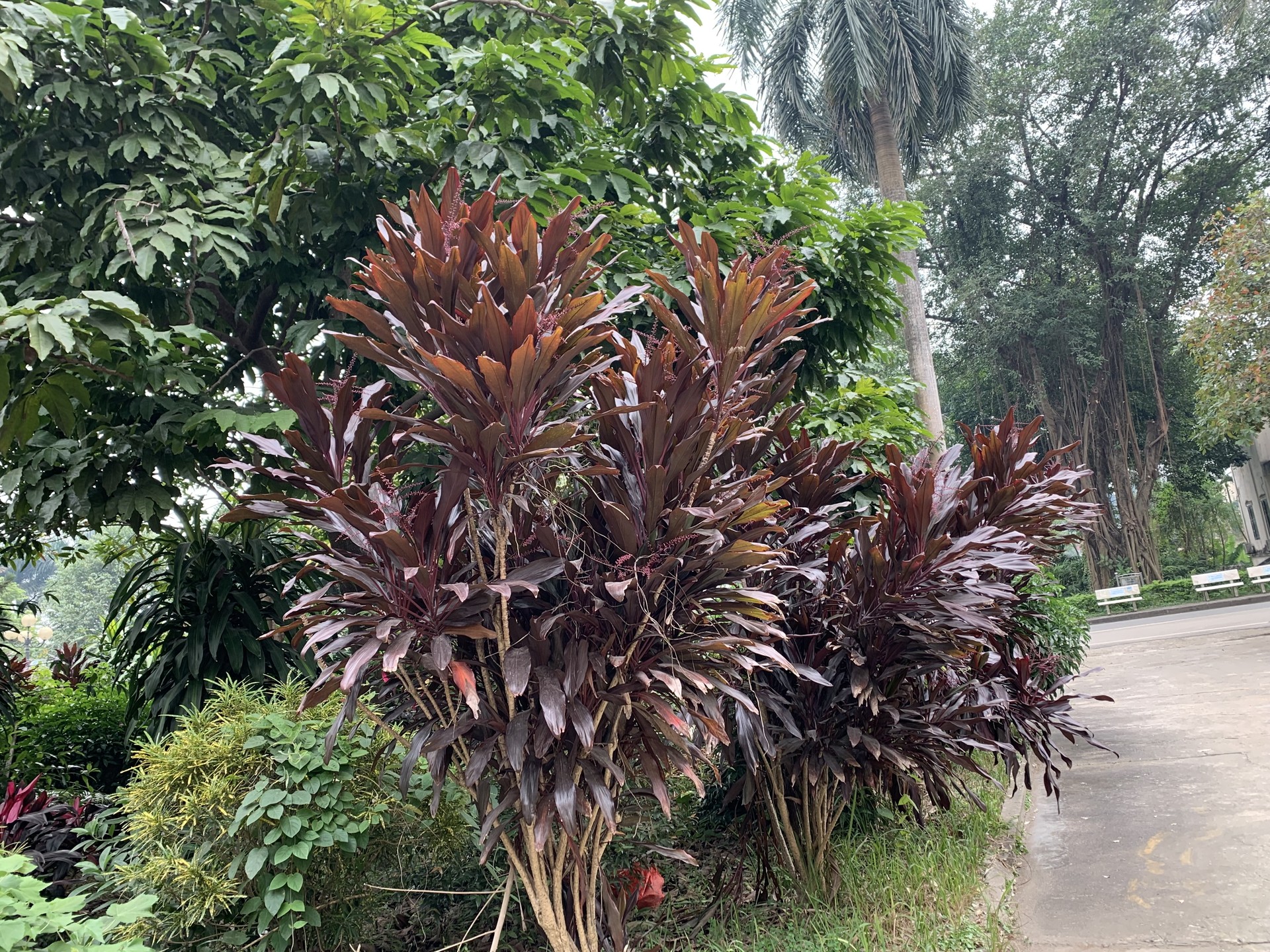 Huyết dụ