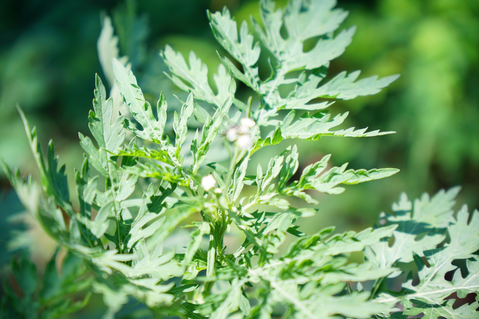 Cúc liên chi dại