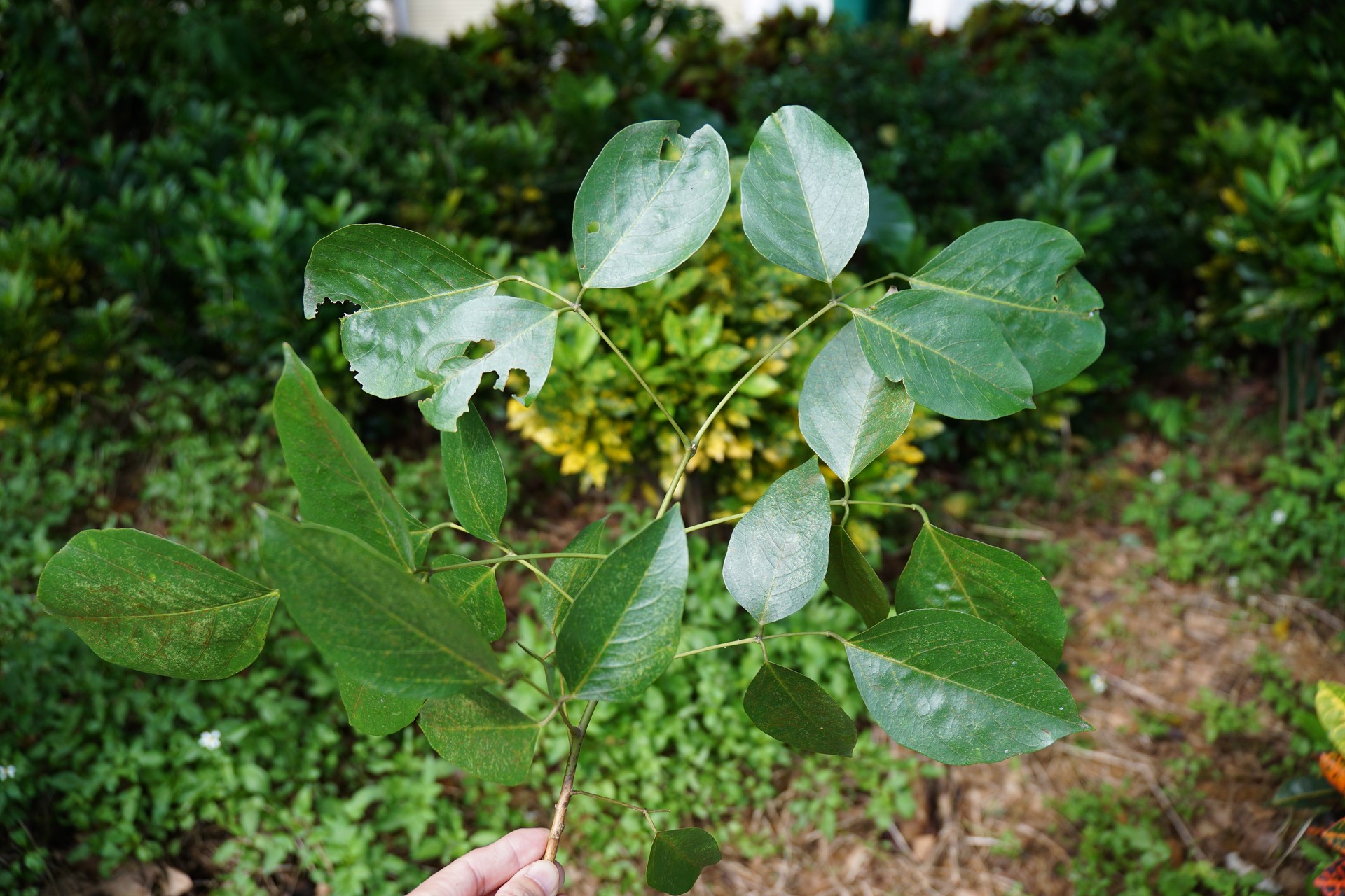 Osaka đỏ