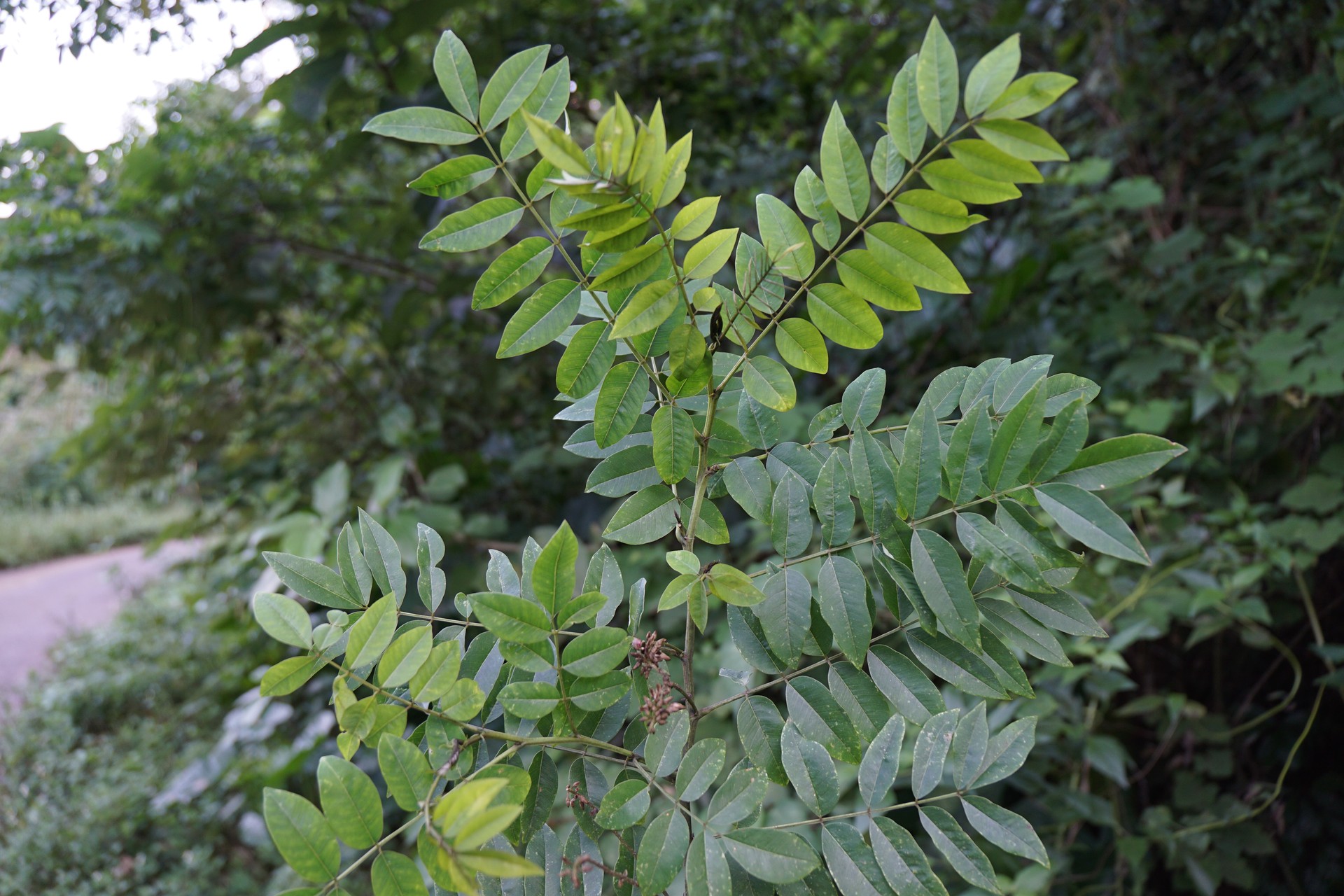 Tràm lá nhọn