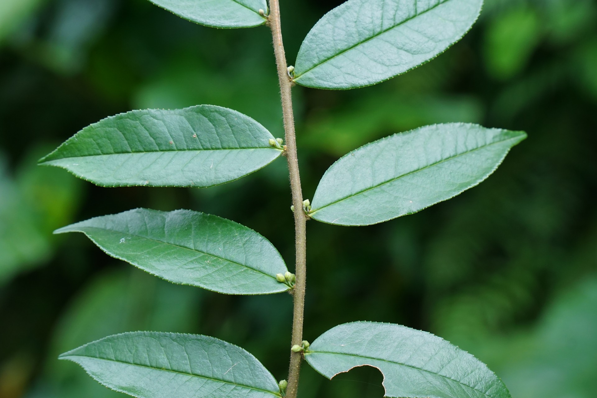 Chè lông