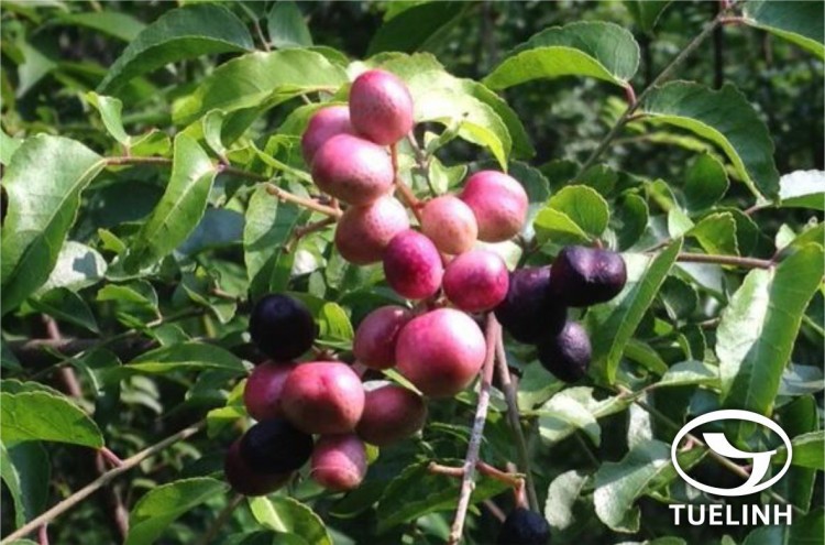 Hồng bì rừng lá lớn