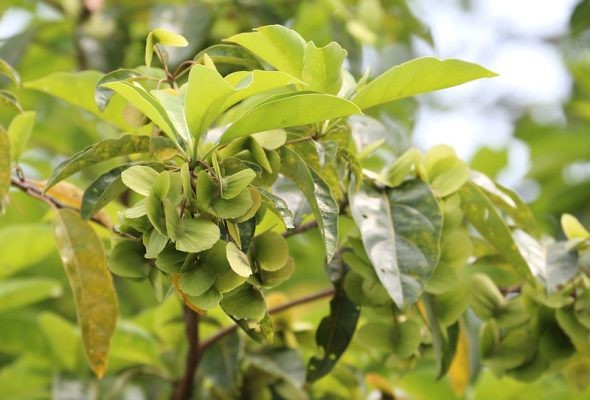 Chiêu liêu nước