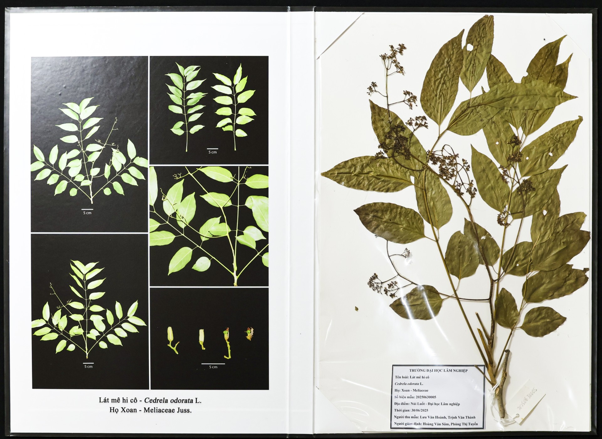 Lát mê hi cô